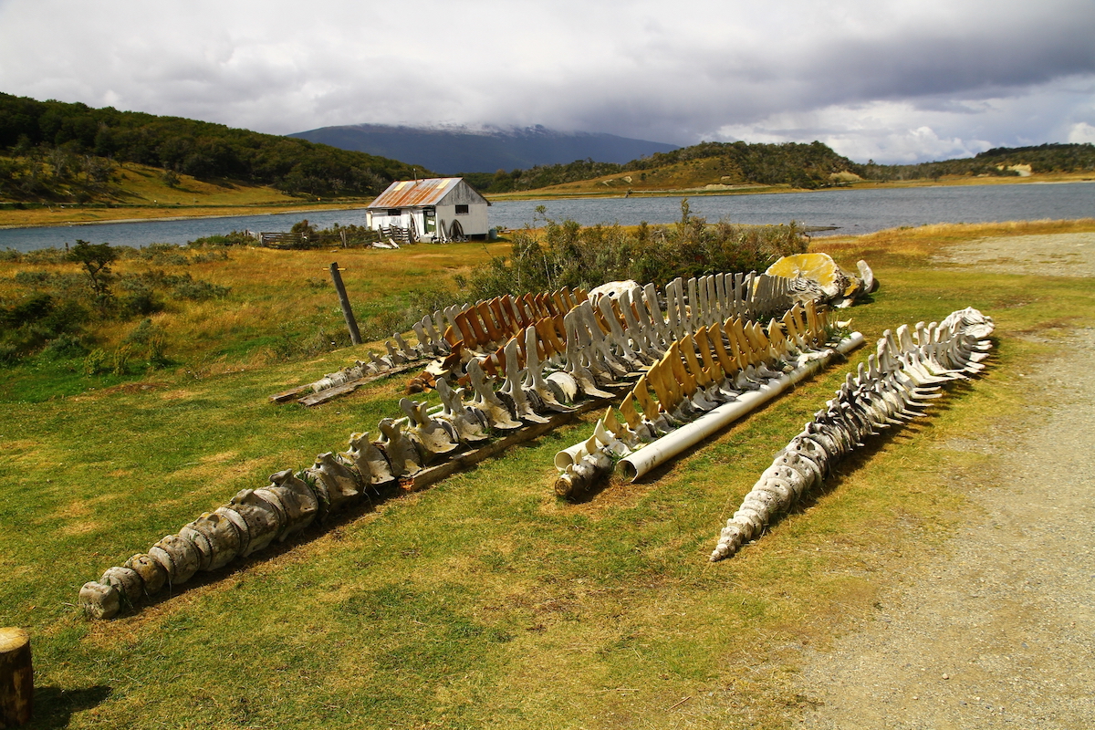 Huge skeletons of marine mammals are displayed in the garden of the Acatushun Museum
