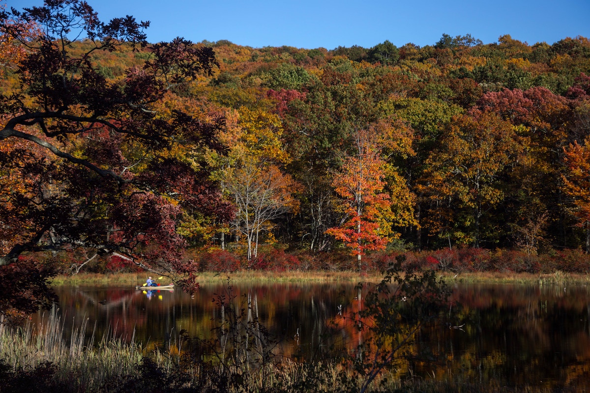 Autumn-coloured trees in a forest 