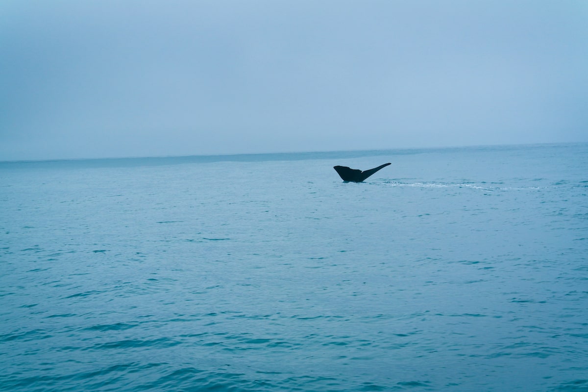 A whale's tale sticks out of the surface of the water in Kaikoura, New Zealand.,