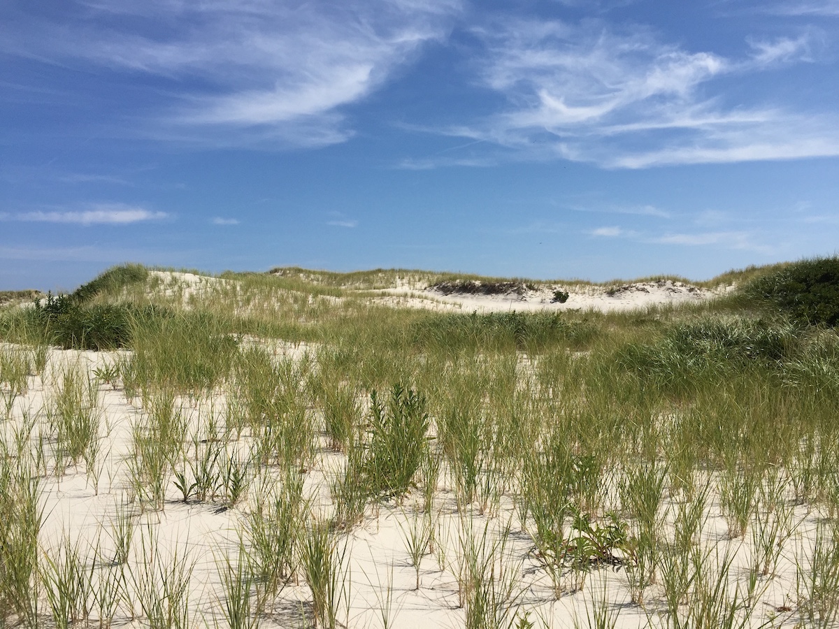 Sandy beach with greenery growing out
