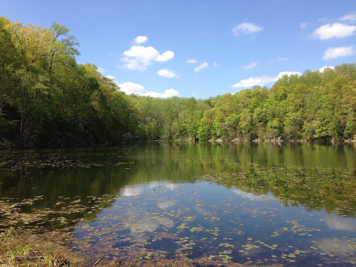 An open view lake surrounded by trees