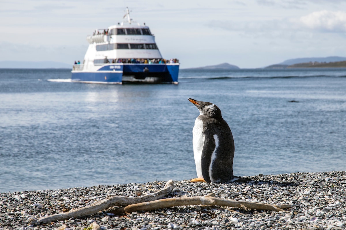 A penguin on Isla Martillo in Ushuaia, Argentina 
