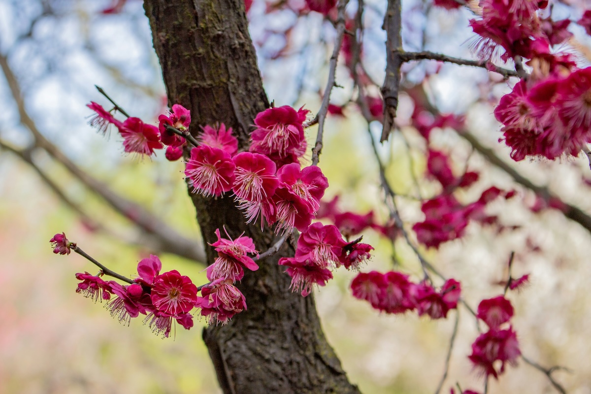 Shinzen Japanese Friendship Garden