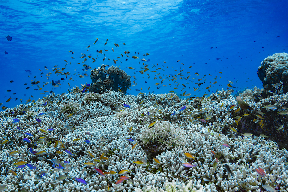 Swimming With Whale Sharks in The Philippines • Tubbataha A beautiful coral reef with multicoloured fish.