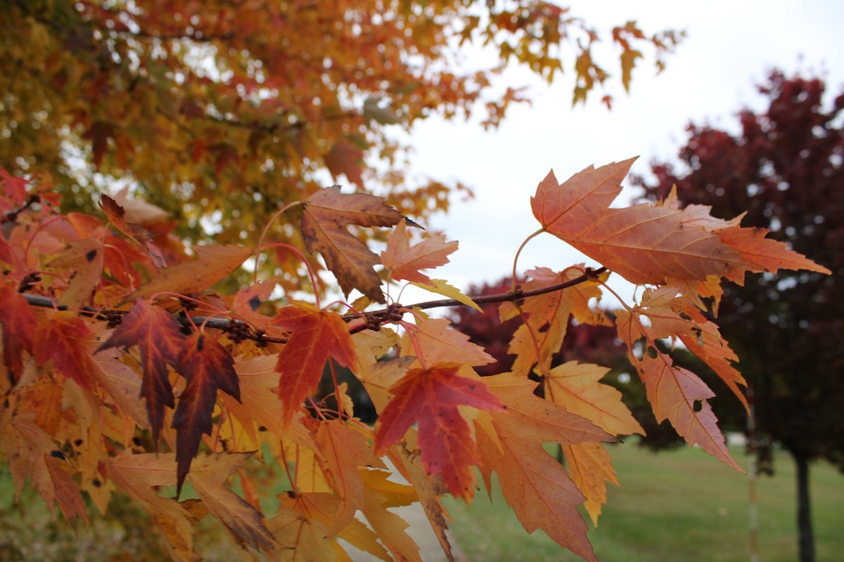 Leaves in Washington Park, Chicago