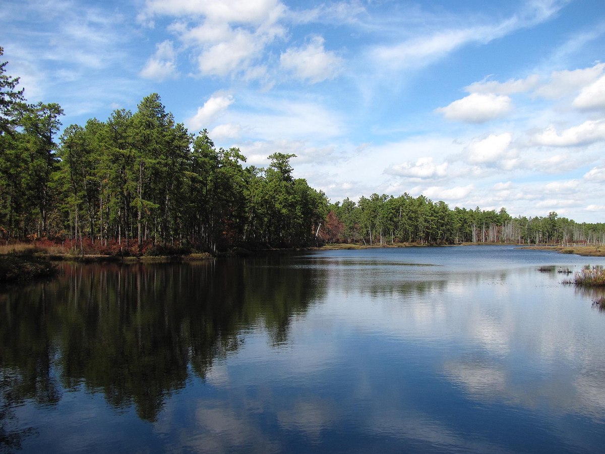 Trees near a lake