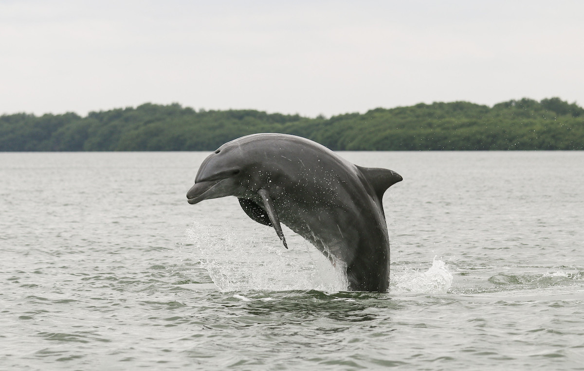 A dolphin leaps out of the water in Guayaquil, Ecuador
