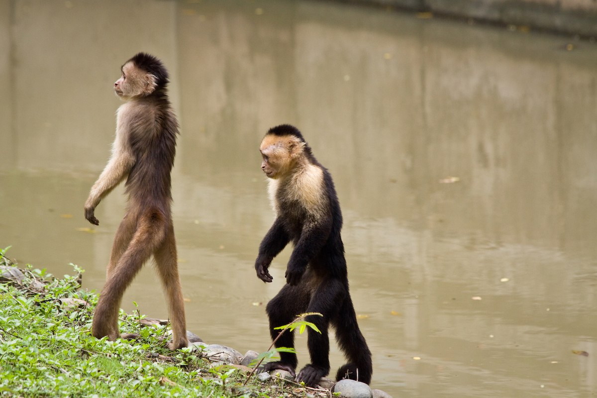 Two monkeys walk alongside each other at Parque Historico, in Guayaquil, Ecuador