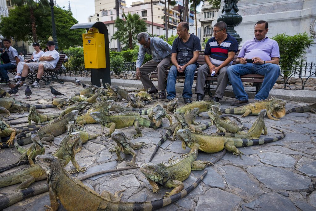 Group of iguanas in the Parque Bolivar (Bolivar Square) in the city of Guayaquil in Ecuador, South America