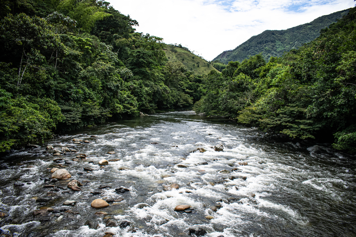 A riverbed flows through lush green trees on either side