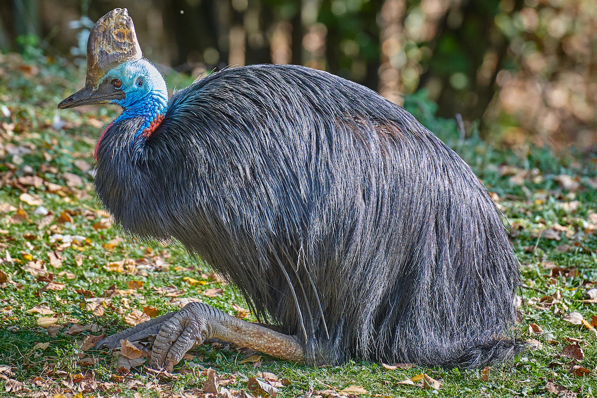 How To Plan The Ultimate Australia Road Trip in 2024 • southern cassowary A large scary bird in Australia.