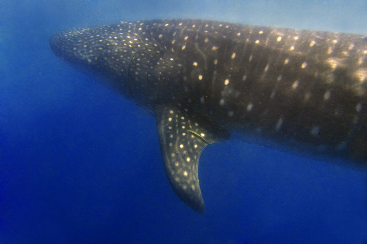 Swimming With Whale Sharks in The Philippines • whale sharks in donsol philippines A giant whale shark stalks the blue water of Donsol in the Philippines.
